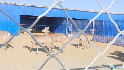 甘州區多措并舉確保防疫與飼料生產兩不誤