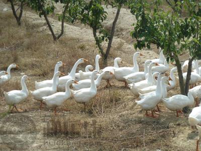 【獨(dú)家】有機(jī)韓國新高梨 和樂康威?；刂惫┑募儍糁x