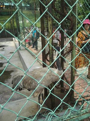 本溪?jiǎng)游飯@游覽體驗(yàn)與動(dòng)物飼養(yǎng)觀察點(diǎn)評(píng)