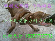 志強牧業(yè) 打造特種動物養(yǎng)殖與飼料生產一體化產業(yè)鏈